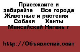 Приезжайте и забирайте. - Все города Животные и растения » Собаки   . Ханты-Мансийский,Нягань г.